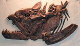 Fossil Xiphactinus Skull - Terror Of The Inland Seaway #31440-2